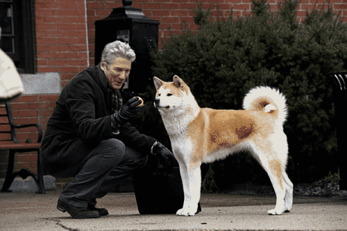 电影《忠犬八公》解说文案