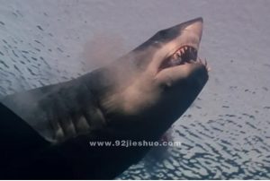 《深海狂鲨》电影解说文案